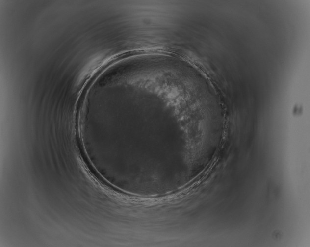 X0000091550002200708241805