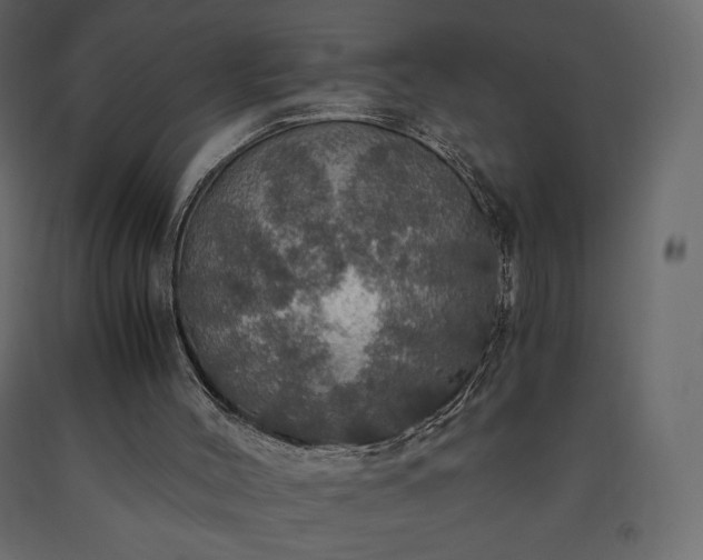 X0000091550004200708241805