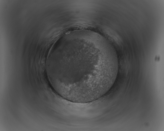 X0000091550034200708241804