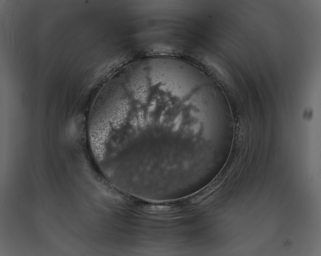 X0000091550361200708241800
