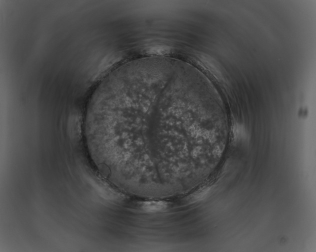 X0000091550363200708241800