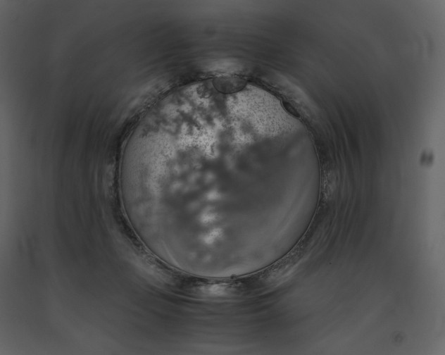 X0000091550365200708241800