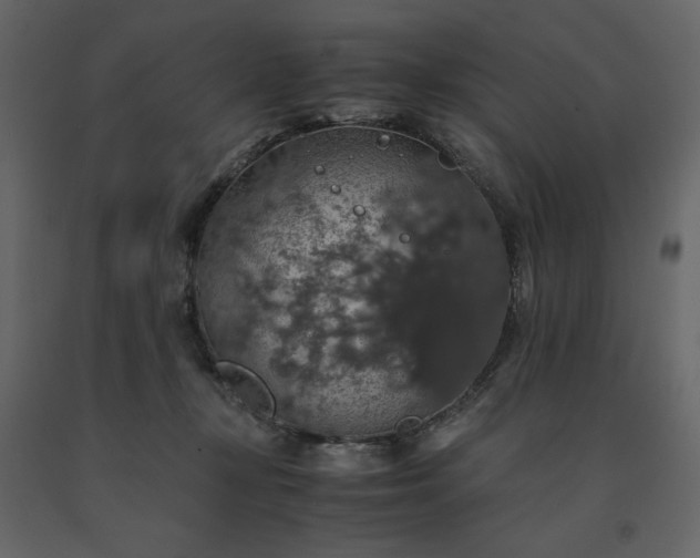 X0000091550367200708241800