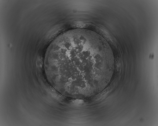 X0000091550374200708241800
