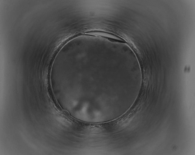 X0000091550386200708241800