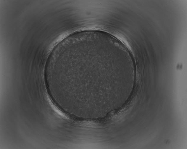X0000091550389200708241800