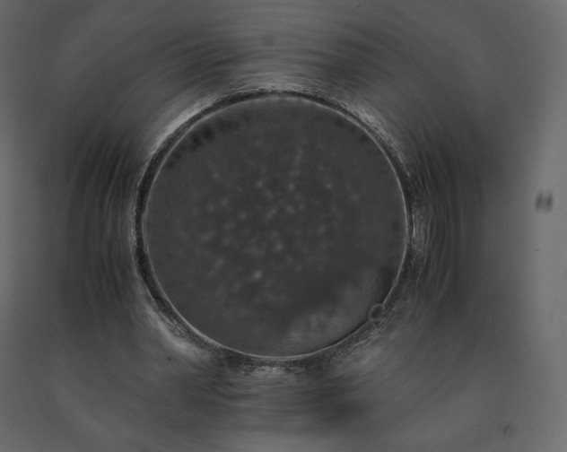 X0000091550390200708241800