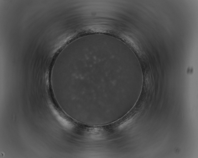 X0000091550398200708241800