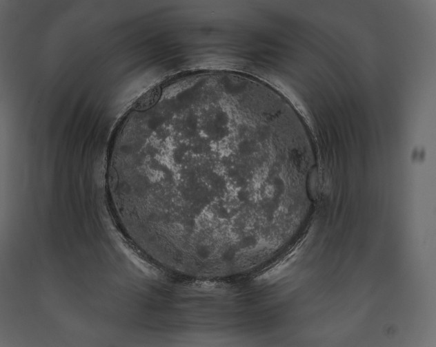 X0000091550437200708241759