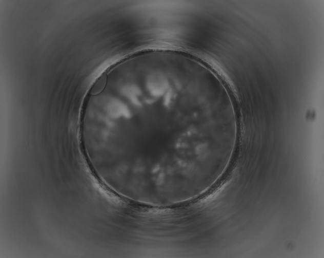 X0000091550845200708241753