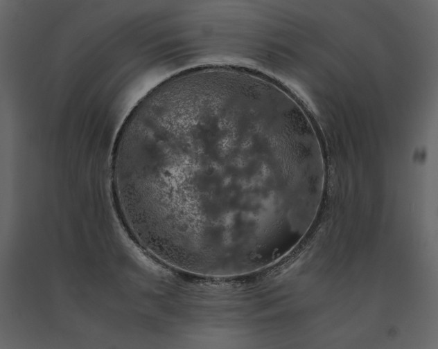 X0000091550895200708241753
