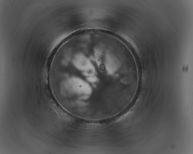 X0000091550925200708241752