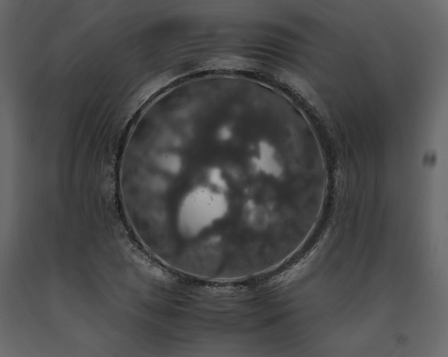 X0000091551025200708241750