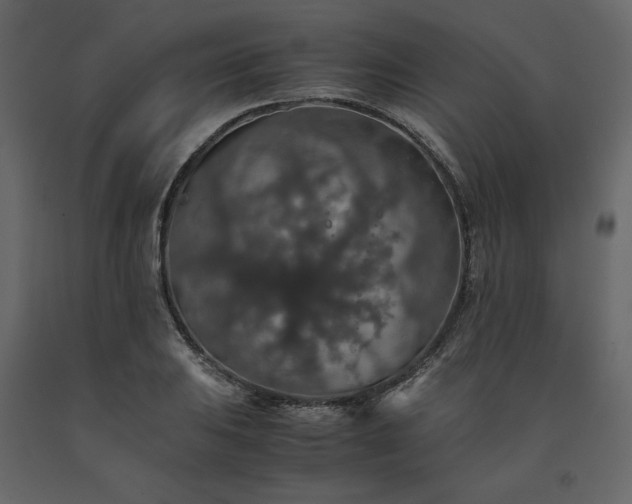 X0000091551031200708241750