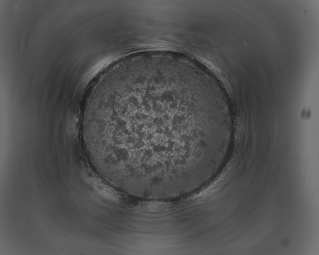 X0000091551163200708241749