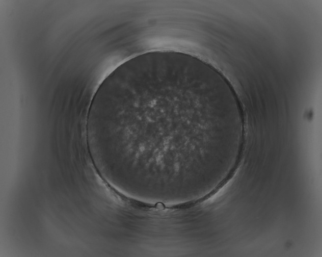 X0000091551529200708241744