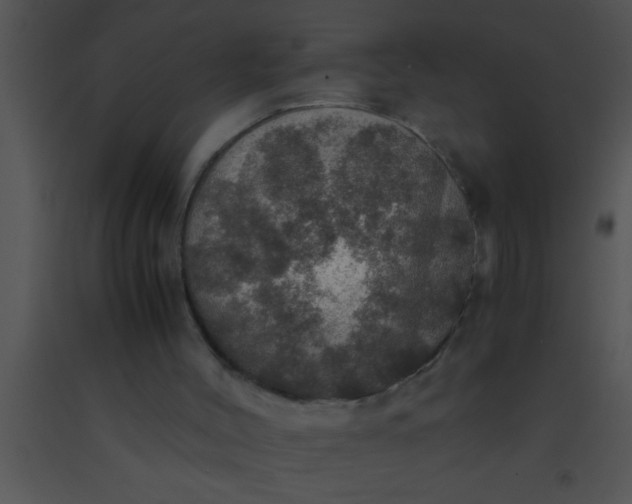 X0000091550004200708311404