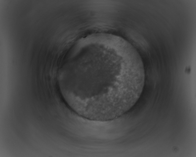 X0000091550034200708311403