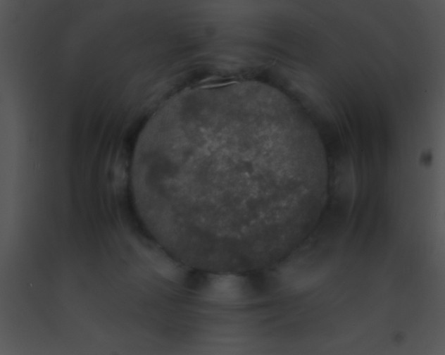 X0000091550226200708311401