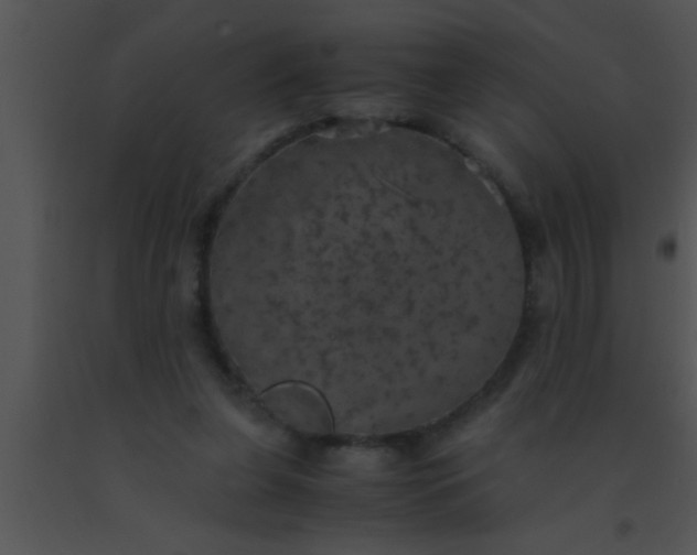 X0000091550255200708311400