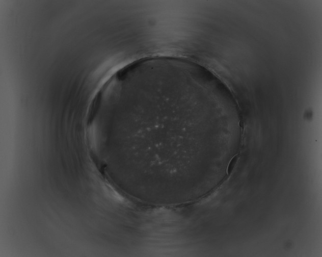 X0000091550290200708311400