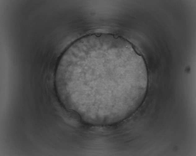 X0000091550297200708311400