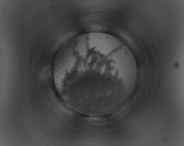 X0000091550361200708311359