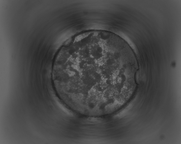 X0000091550437200708311357