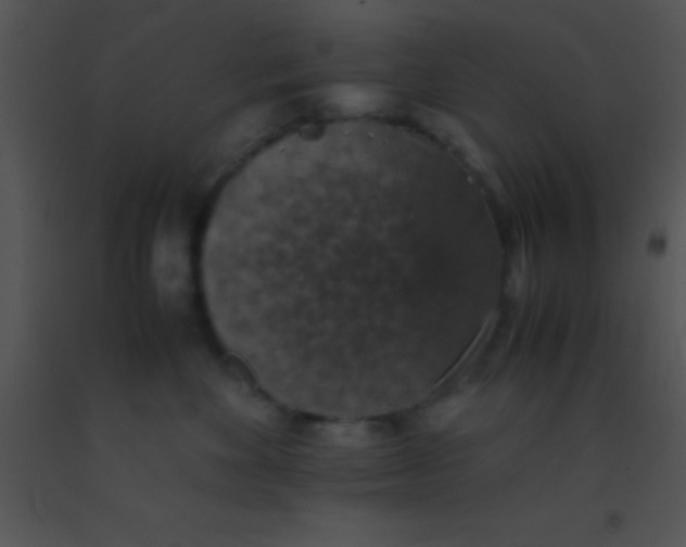X0000091550524200708311357