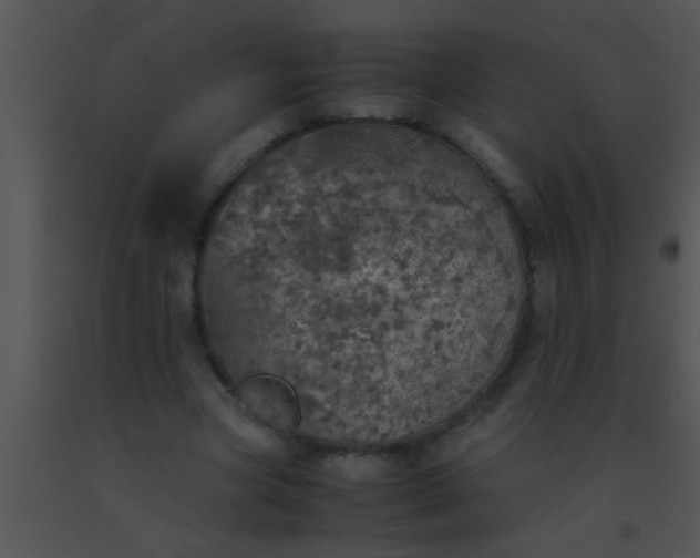 X0000091550537200708311356
