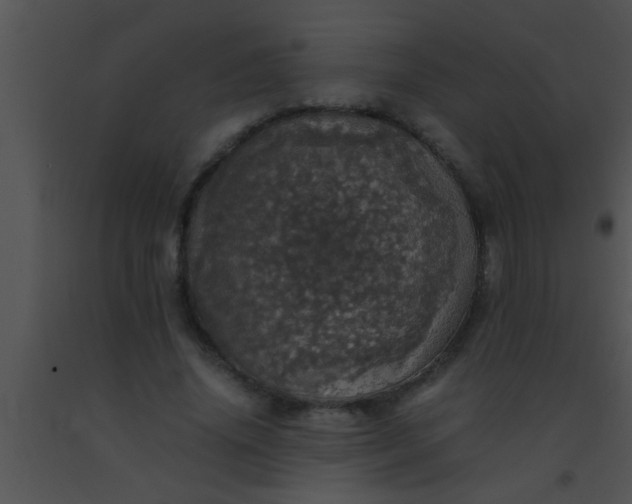 X0000091550636200708311355