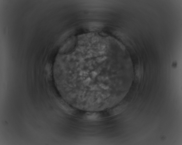 X0000091550667200708311355