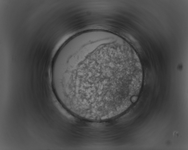 X0000091550796200708311353