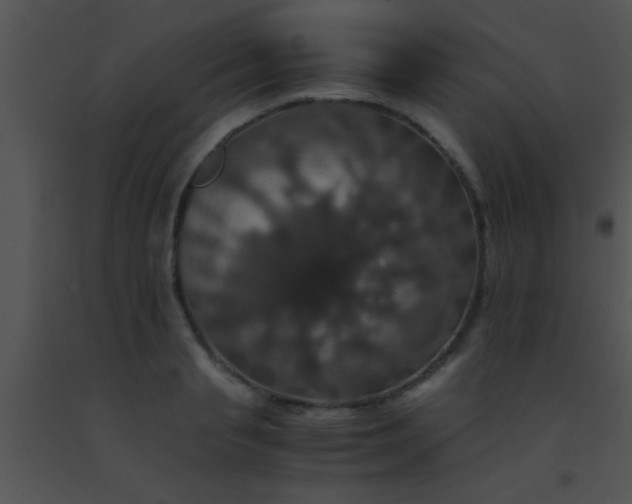 X0000091550845200708311352