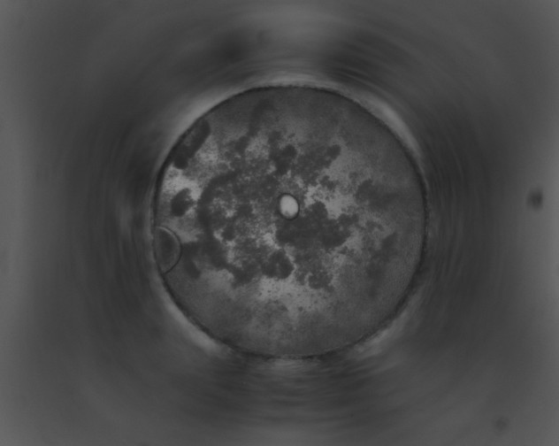X0000091550847200708311352