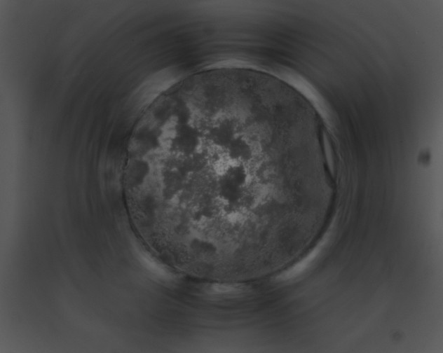 X0000091550857200708311352