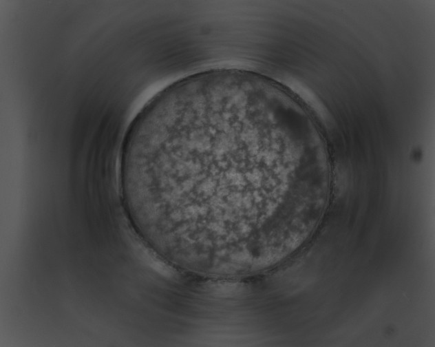 X0000091550886200708311352