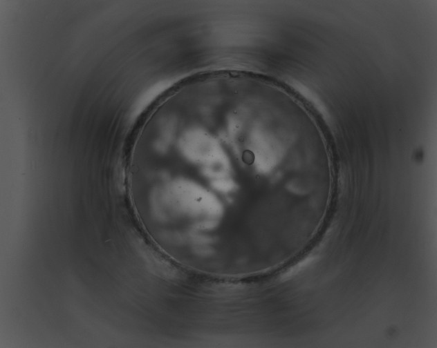 X0000091550925200708311351