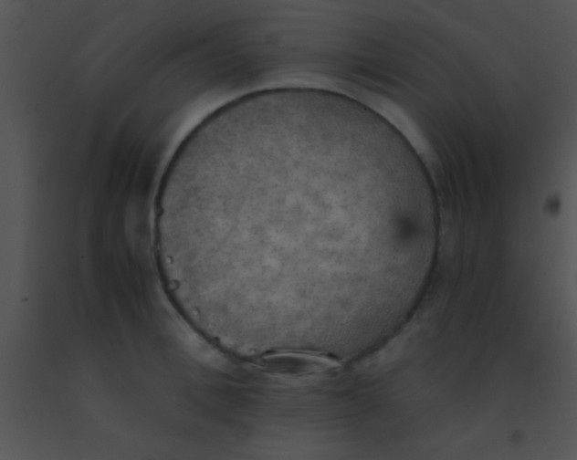 X0000091550996200708311350