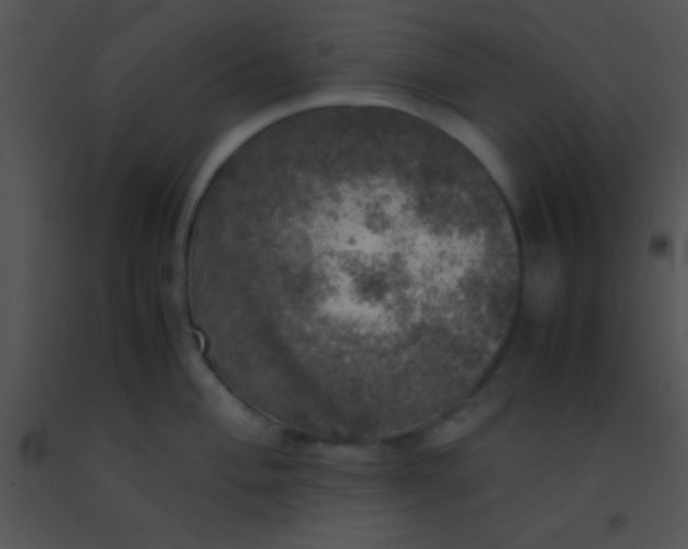 X0000091551004200708311350