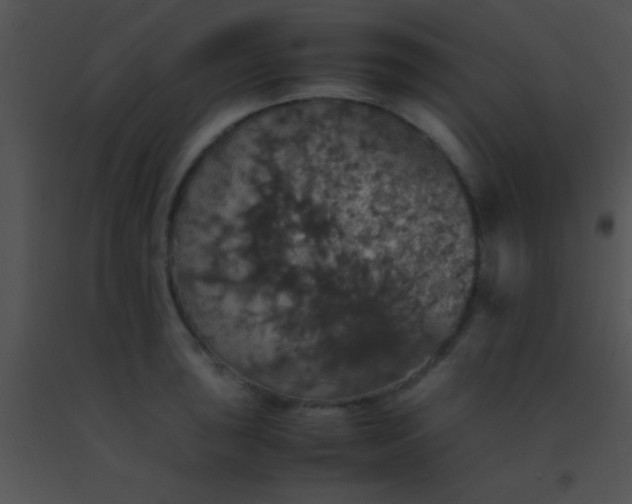 X0000091551043200708311350