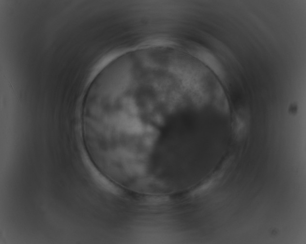 X0000091551055200708311350