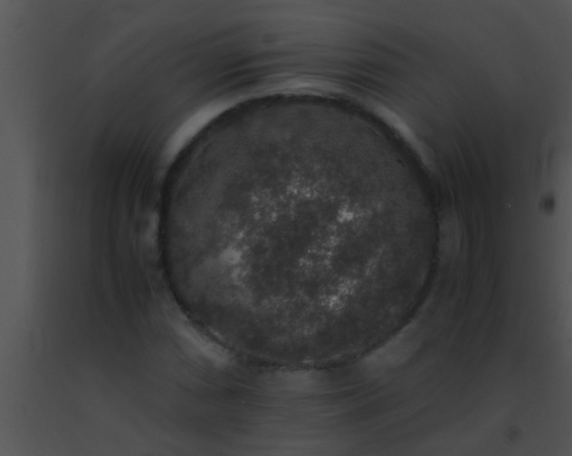 X0000091551066200708311349