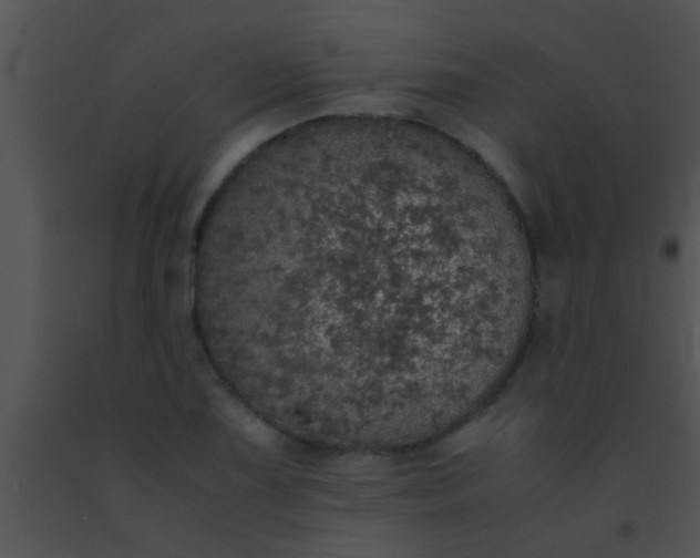 X0000091551075200708311349