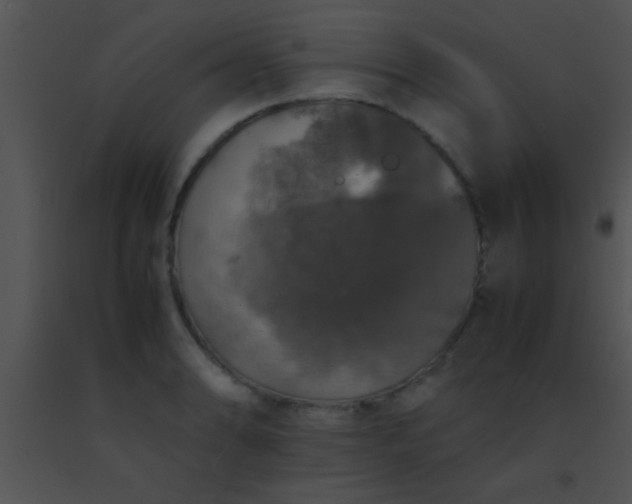 X0000091551086200708311349
