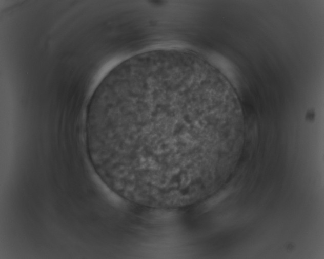 X0000091551103200708311349