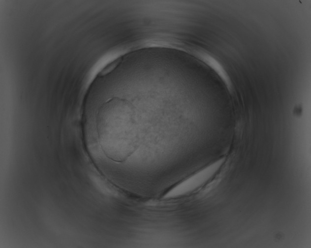 X0000091551146200708311348