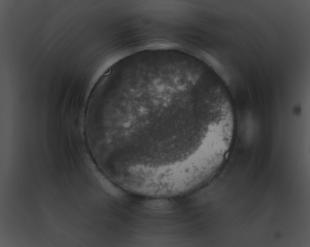 X0000091551186200708311347