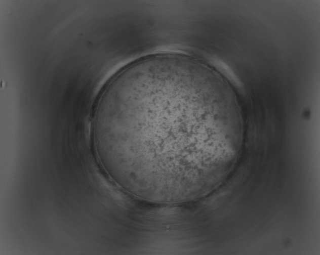 X0000091551268200708311346