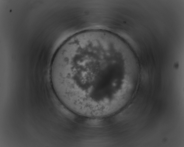 X0000091551278200708311346